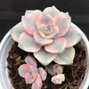 hmt_lotus_garden