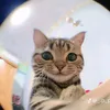 hnan_290