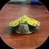 zomcainghen