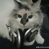 nakula_7869