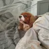 tochkared