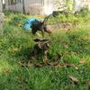 pesona_ayam_dan_sapi