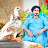aqib.pigeons