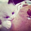 cipaaawuufff_