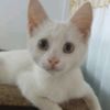 starberriescat
