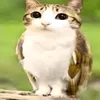 hisheinzness