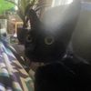 catnept