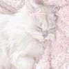 lluv_saffie