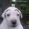 stysllu