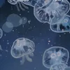 marii_1573