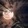 xawiya4