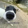 nhincaiconne