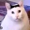 huh68694
