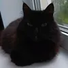 krytoimen666