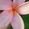 angeline.capada123