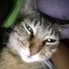 super_extra_buf_cat1