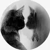 blackcat_reall