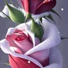 user62526519948112