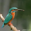 zou_chun_7707