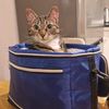 tabbyjopie