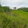 Everaldo Jose