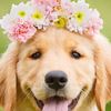cowgirl_summer