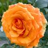 1234586907shahd