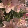 imissptd3