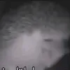 hedgehog_sinsi