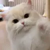bckmb12819041