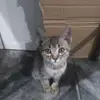 bioelvira
