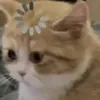 ducanhd16