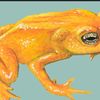 goldentoadman