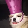 wnpjps