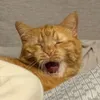 kot_stepan