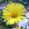 florin.d35