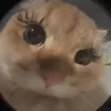 meaow.ll