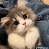 yourbunny497