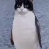 qorsanbs