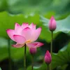 hoa.truong8090