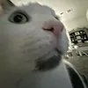 zwoyyyaaa