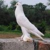 rajpoot30285