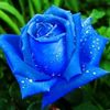 rosa.azul022