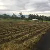 andreanaylum