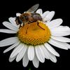 maral8265