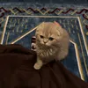 _f14tm