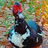 normalduck34