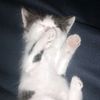 balika_cat