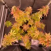grow_fakten
