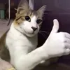 davi_1055
